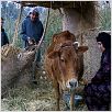 Zaman, l'homme des roseaux : photo