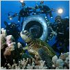 Deep Sea dansons sous la mer : photo Howard Hall