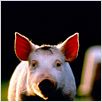 Babe, le cochon devenu berger : photo Chris Noonan
