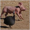 La Vie sauvage des animaux domestiques : photo Dominique Garing, Frédéric Goupil