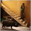 Le cochon de Gaza : photo Sylvain Estibal