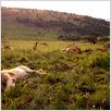 White Lion : photo