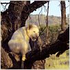 White Lion : photo