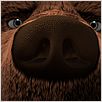 L'Ours Montagne : photo