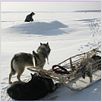Happy People: A Year in the Taiga : photo