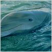 La Grenouille et la Baleine : photo
