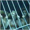 Photo Cariba Heine, Claire Holt, Phoebe Tonkin