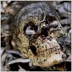 Cannibal Holocaust : Photo