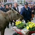 Bienvenue à Mooseport : photo Donald Petrie, Gene Hackman, Marcia Gay Harden