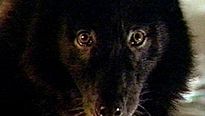 <strong>Wolfen</strong> Bande-annonce VO