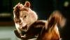 <strong>Alvin et les Chipmunks</strong> Extrait vidéo (4) VF
