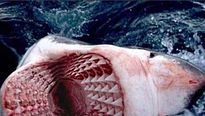 <strong>Raging Sharks</strong> Bande-annonce VO