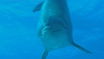<strong>Voyage sous les mers 3D</strong> Bande-annonce (2) VF
