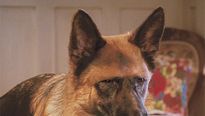 <strong>Comme chiens et chats - La Revanche de Kitty Galore</strong> Teaser VF