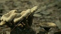 <strong>Chatrak</strong> Extrait vidéo VO
