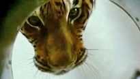 <strong>Dans l'oeil du tigre</strong> Bande-annonce VO