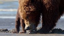 Grizzly - EXTRAIT VF "Les palourdes"
