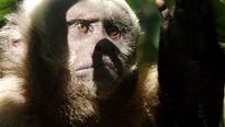 <strong>Il était une forêt</strong> Bande-annonce VF
