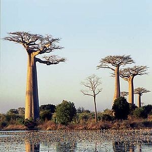 Arbres : photo