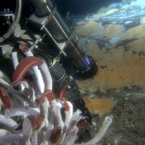 Aliens of the Deep : Photo James Cameron