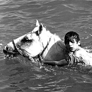 Crin Blanc : photo Albert Lamorisse