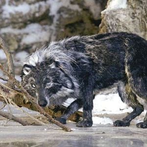 Pierre et le loup : photo Suzie Templeton