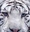cinetigre