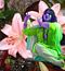 shantiom