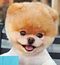 dogfan