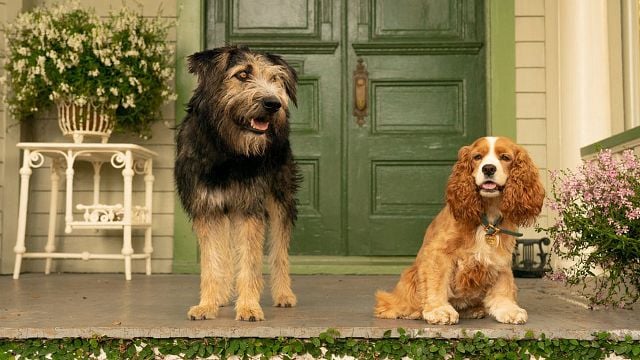 La Belle Et Le Clochard 2019 Race De Chien La Belle et le Clochard - film 2019 - AlloCiné