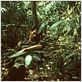 Tropical Malady : photo