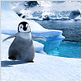 Happy Feet : photo George Miller