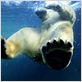 Un jour sur Terre : photo Alastair Fothergill