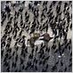 Home : Photo Yann Arthus-Bertrand