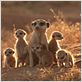 La Famille Suricate : photo