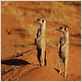 La Famille Suricate : photo