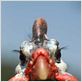La Vie sauvage des animaux domestiques : photo Dominique Garing, Frédéric Goupil