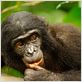 Bonobos : photo Alain Tixier
