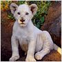 White Lion