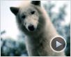 Survivre avec les loups Bande-annonce Survivre avec les loups Bande-annonce