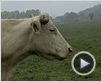 Bovines Teaser (2)