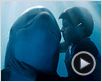 L'Incroyable histoire de Winter le dauphin Bande-annonce VF L'Incroyable histoire de Winter le dauphin Bande-annonce VF