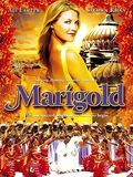 Marigold Marigold