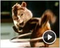 Alvin et les Chipmunks Extrait vidéo (4) VF