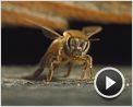 Pollen Extrait vidéo (4) VF