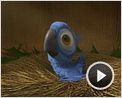 Rio Extrait vidéo VF