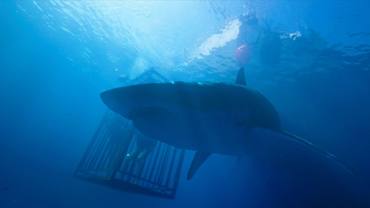 47 Meters Down sur TMC : les requins sont-ils réellement dangereux ?