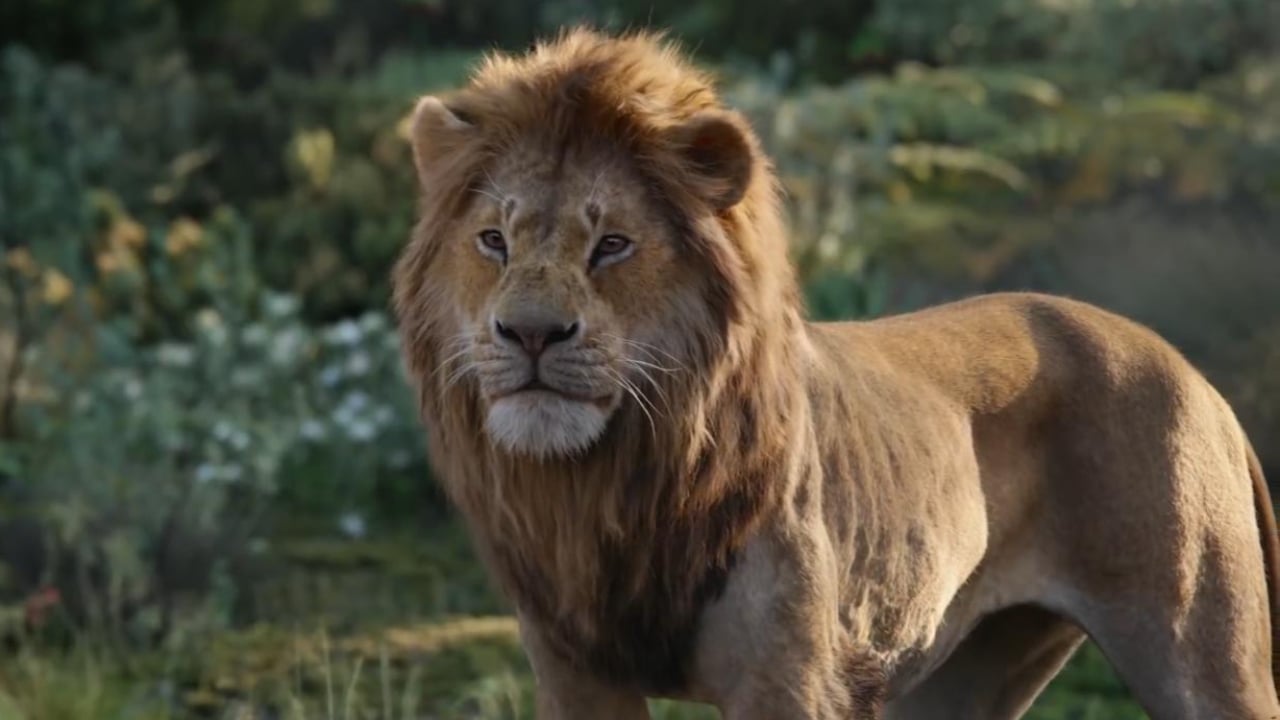Le Roi Lion : un prequel live par le réalisateur de Moonlight !