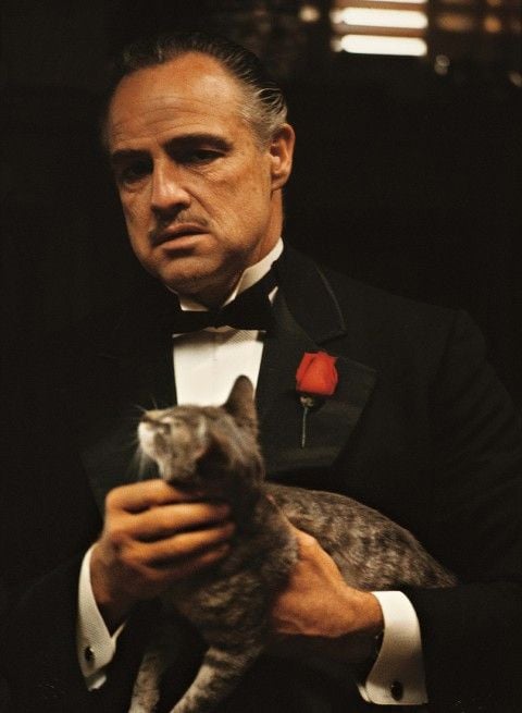 Marlon Brando, éternelle icône du cinéma...: Le Parrain (1972) - AlloCiné