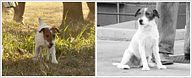 Un artiste qui a du chien !